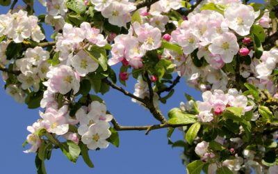 Prognoza meteo de paște: Cum va fi vremea în România, județ cu județ!