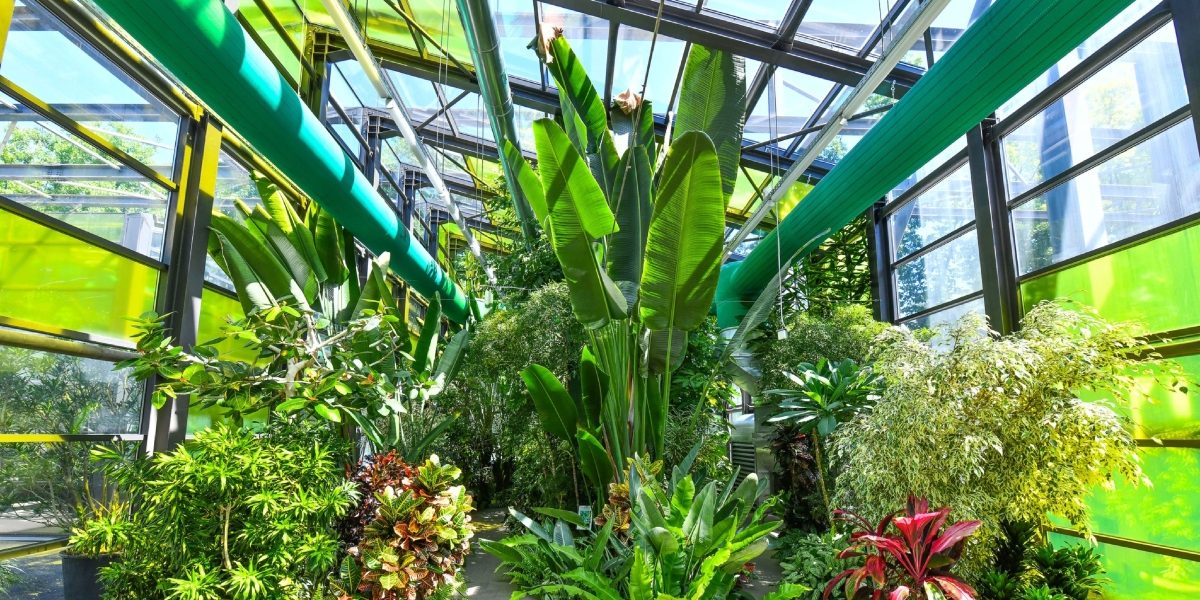 Serele exotice din Parcul Drumul Taberei își modifică programul de vizitare cu ocazia sărbătorilor pascale, oferind bucureștenilor posibilitatea de a explora o lume fascinantă a plantelor exotice