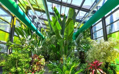 Serele exotice din Parcul Drumul Taberei își modifică programul de vizitare cu ocazia sărbătorilor pascale, oferind bucureștenilor posibilitatea de a explora o lume fascinantă a plantelor exotice
