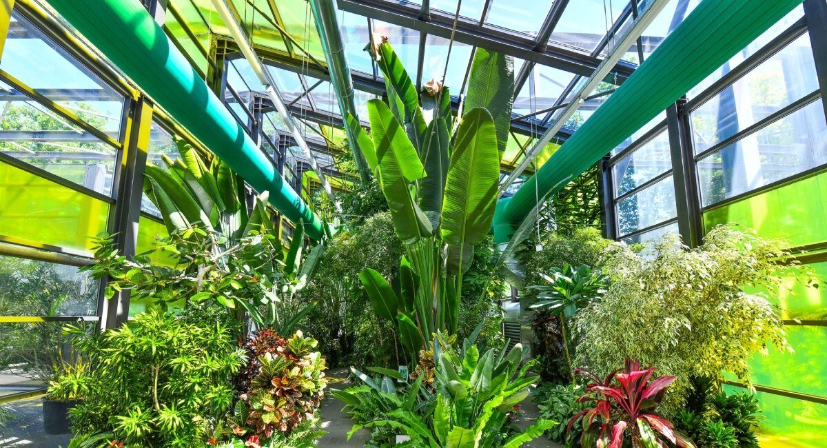 Serele exotice din Parcul Drumul Taberei își modifică programul de vizitare cu ocazia sărbătorilor pascale, oferind bucureștenilor posibilitatea de a explora o lume fascinantă a plantelor exotice