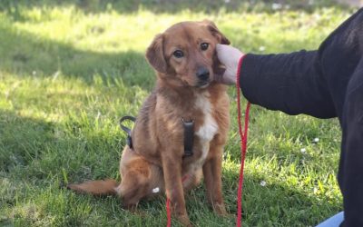 Ilfov: Sterilizări GRATUITE pentru câini. Unde au loc campaniile