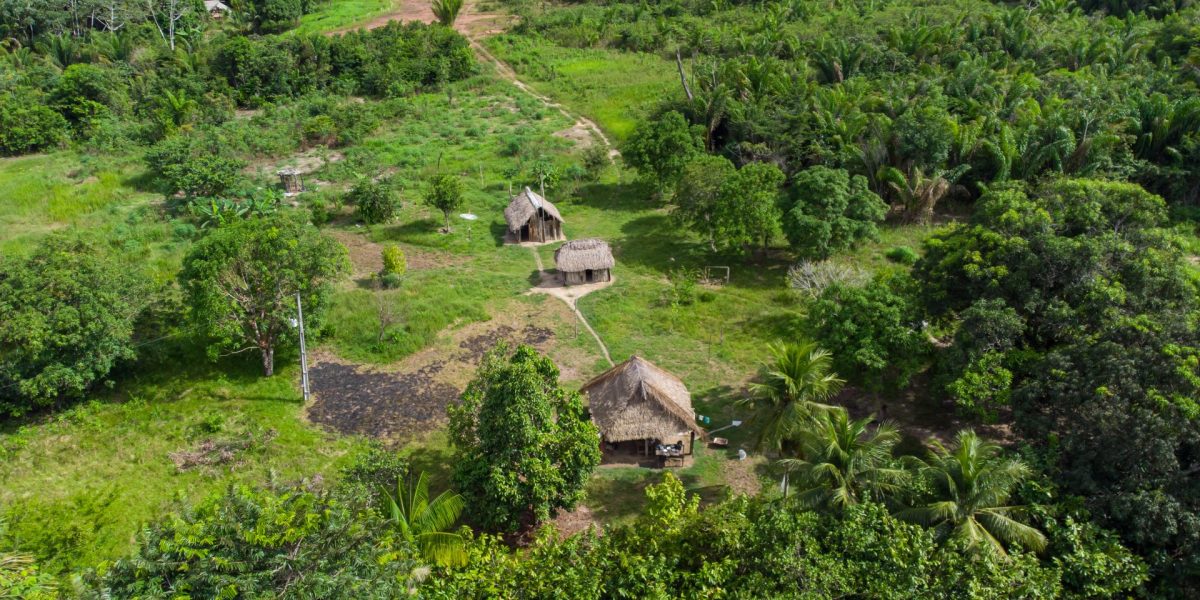 Antice drumuri, vechi de 2.700 de ani, descoperite în Amazon