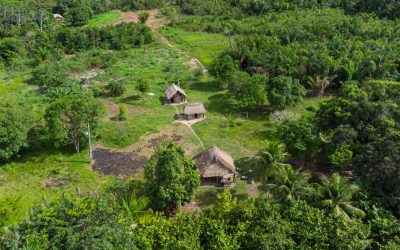 Antice drumuri, vechi de 2.700 de ani, descoperite în Amazon