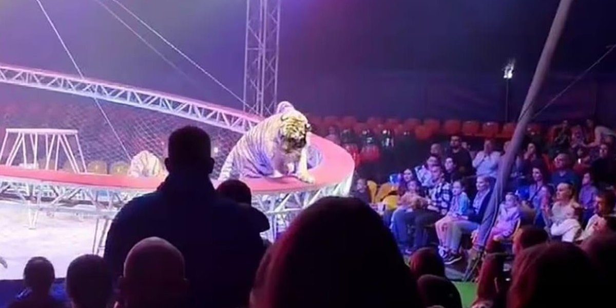 Un tigru a sărit în mijlocul spectatorilor la un circ din Rusia. „Copiii țipau, adulții fugeau panicați”