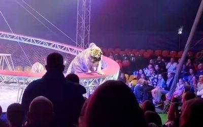 Tigru scăpat la un circ în Rusia: Copiii au țipat, adulții au fugit
