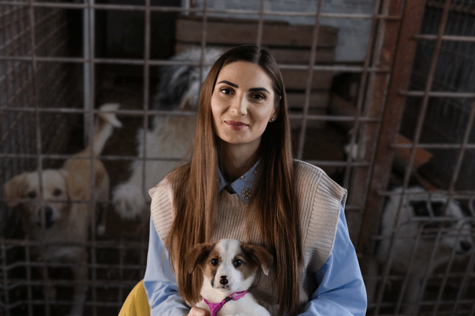 Scandalul „abatoarelor de câini” și externalizarea serviciilor de gestionare a animalelor fără stăpân au scos la iveală, pe lângă cruzimea imaginilor devenite virale, un sistem public defectuos