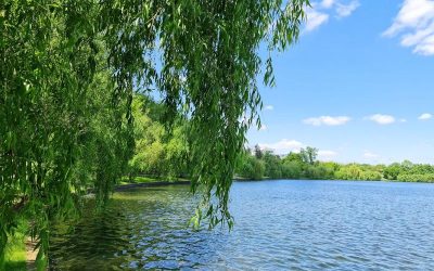 Vremea se schimbă: Ploi sâmbătă, soare și temperaturi de peste 20 de grade Celsius duminică Bucurie pentru cei care își fac planuri pentru weekend