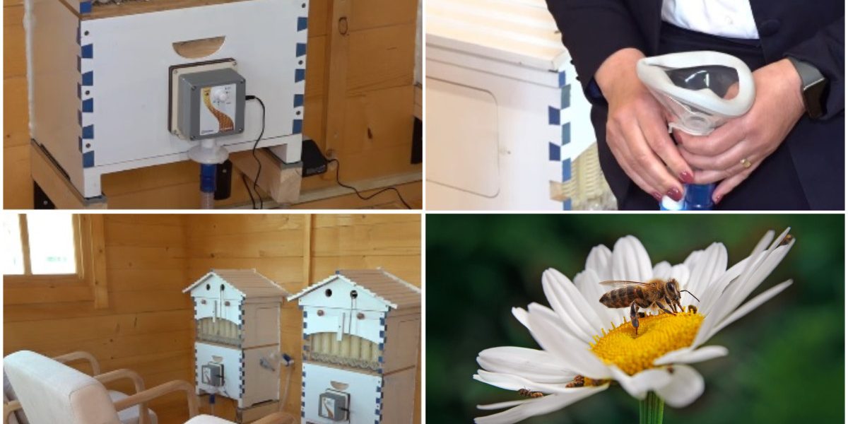 Aerul din stup, noua terapie-minune: Unde poți face apiterapie în România