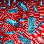 Intestinul, „al doilea creier”: Cum influențează microbiomul memoria și sănătatea