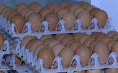 Ouă cu Salmonella retrase: Pericol SANITAR în România de Sărbători!