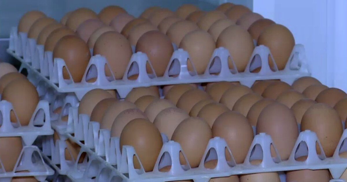 Ouă cu Salmonella retrase: Pericol SANITAR în România de Sărbători!