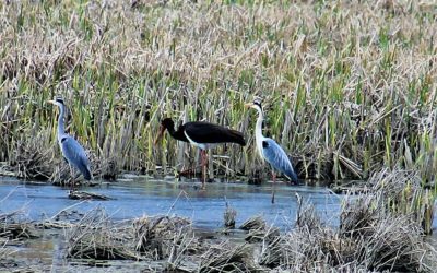 Guvernul stabilește cadrul legal pentru protejarea zonelor prioritare pentru biodiversitate București – Guvernul a adoptat o ordonanță de urgență care trasează liniile pentru identificarea și protejarea zonelor cu importanță majoră pentru biodiversitate