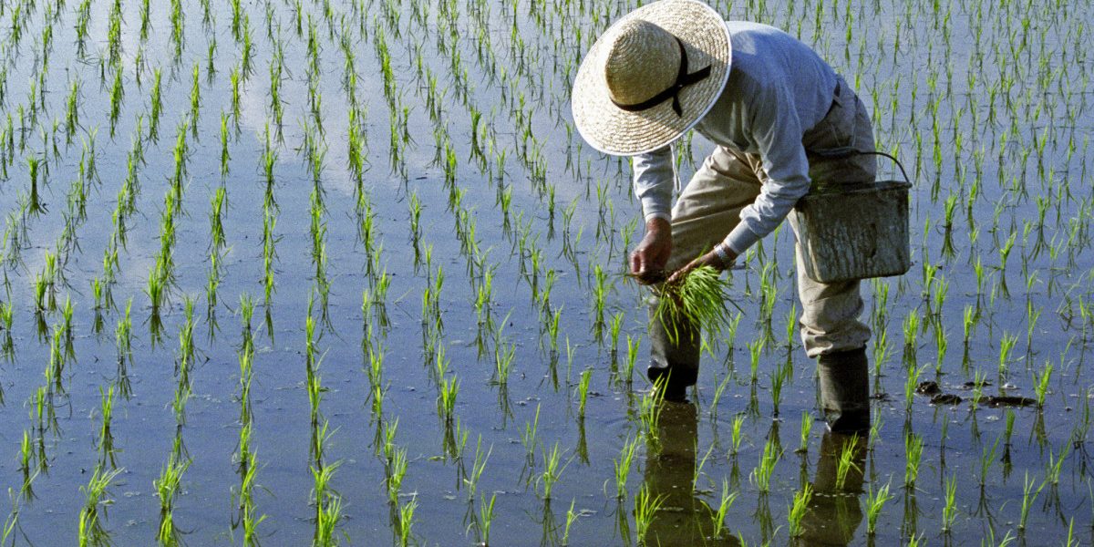 Războiul din Iran lovește: Lipsa de combustibil blochează recolta de orez din Asia