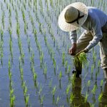 Războiul din Iran lovește: Lipsa de combustibil blochează recolta de orez din Asia