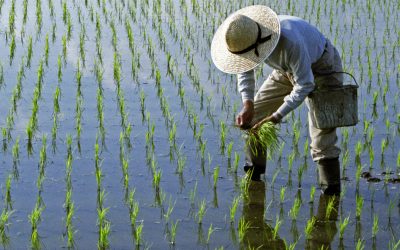 Războiul din Iran lovește: Lipsa de combustibil blochează recolta de orez din Asia