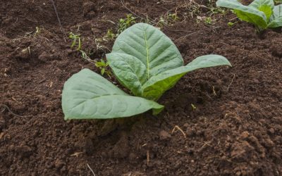 Un grup de cercetători a reușit să modifice genetic plante de tutun, acestea producând acum cinci compuși psihedelici găsiți în mod normal în natură