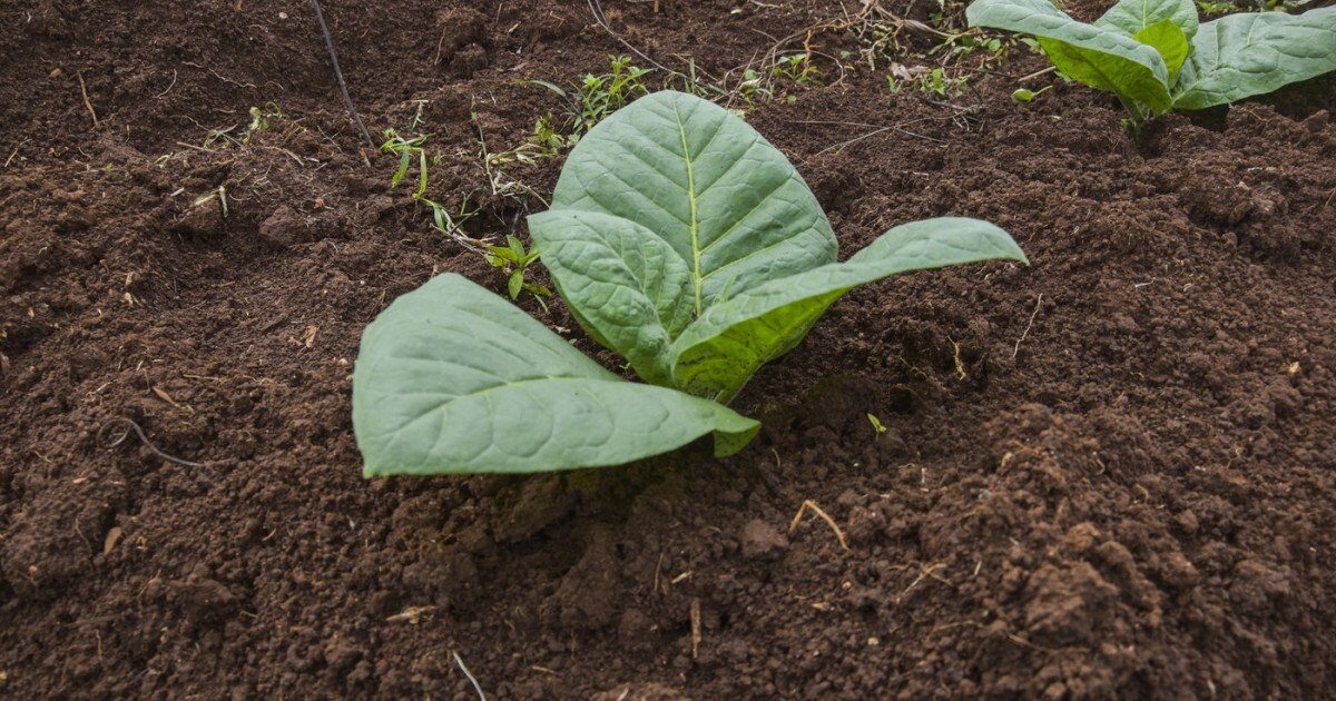 Un grup de cercetători a reușit să modifice genetic plante de tutun, acestea producând acum cinci compuși psihedelici găsiți în mod normal în natură
