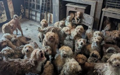 O fotografie cu peste 250 de câini înghesuiți într-o cameră a generat un val de reacții, autoritățile fiind nevoite să dezmintă speculațiile potrivit cărora imaginea ar fi fost generată cu ajutorul inteligenței artificiale