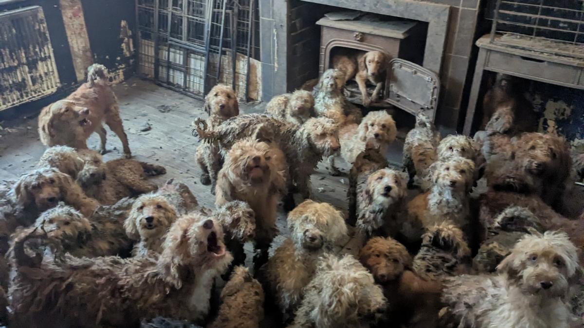 O fotografie cu peste 250 de câini înghesuiți într-o cameră a generat un val de reacții, autoritățile fiind nevoite să dezmintă speculațiile potrivit cărora imaginea ar fi fost generată cu ajutorul inteligenței artificiale