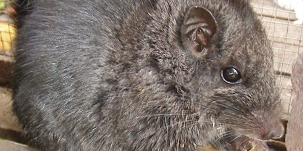 Rozătoare dispărute acum 11 milioane de ani? Le-au găsit în junglă!