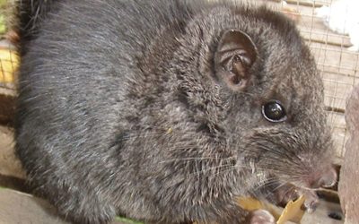 Rozătoare dispărute acum 11 milioane de ani? Le-au găsit în junglă!