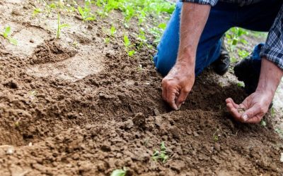 Bruxelles, 13 aprilie – Fermierii europeni se confruntă cu noi dificultăți din cauza scumpirii îngrășămintelor, o problemă ce se acutizează pe fondul tensiunilor din Orientul Mijlociu