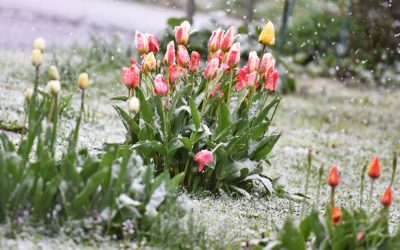 Alerte meteo în Săptămâna Mare: Vremea se strică și vine frigul Administrația Națională de Meteorologie (ANM) a emis o informare meteorologică valabilă pentru perioada 6-9 aprilie, ce anunță o răcire a vremii, vânt puternic și precipitații mixte în mai multe regiuni ale țării