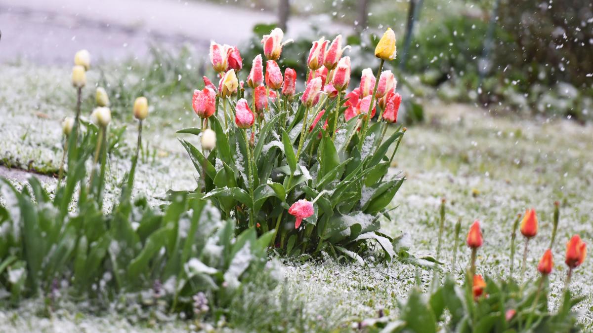 Alerte meteo în Săptămâna Mare: Vremea se strică și vine frigul Administrația Națională de Meteorologie (ANM) a emis o informare meteorologică valabilă pentru perioada 6-9 aprilie, ce anunță o răcire a vremii, vânt puternic și precipitații mixte în mai multe regiuni ale țării
