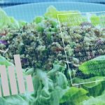 Cum ne schimbăm dieta, de la bebeluș la senior: Ghid complet