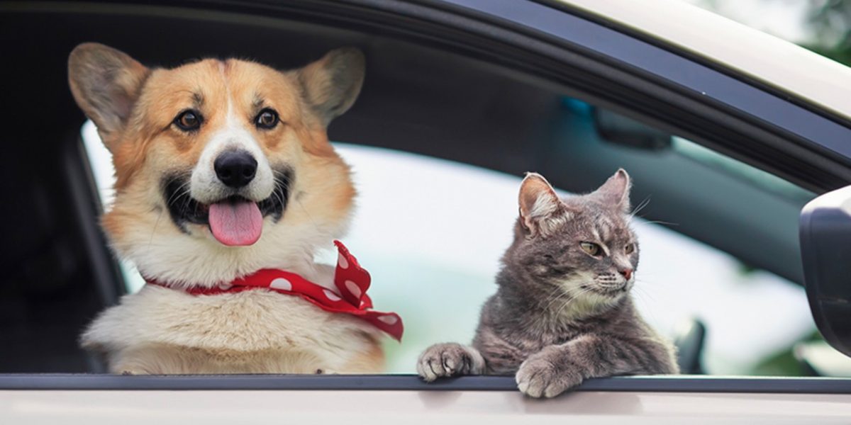 Amendă URIAȘĂ pentru șoferii din România: Câinele pe scaunul din față? Vezi cât plătești!