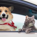 Amendă URIAȘĂ pentru șoferii din România: Câinele pe scaunul din față? Vezi cât plătești!