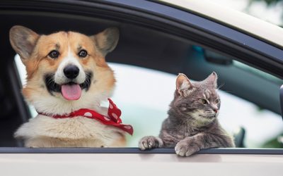 Amendă URIAȘĂ pentru șoferii din România: Câinele pe scaunul din față? Vezi cât plătești!