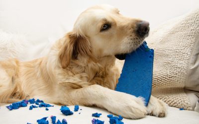 Anxietate: Gena comună leagă oamenii de câini