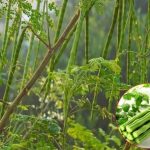 Alternativa naturală: Soluții fără chimicale, mai bune pentru sănătate și mediul înconjurător