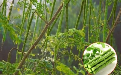 Alternativa naturală: Soluții fără chimicale, mai bune pentru sănătate și mediul înconjurător