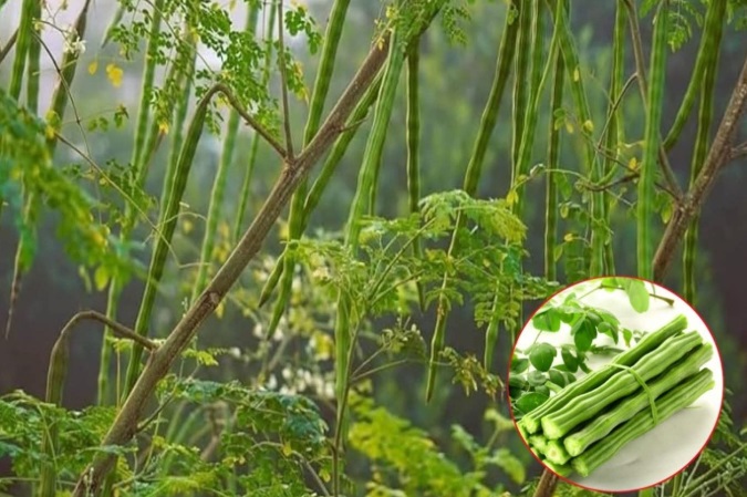 Alternativa naturală: Soluții fără chimicale, mai bune pentru sănătate și mediul înconjurător