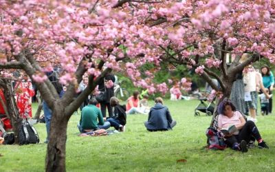 Bucureștiul se Mândrește cu Cea Mai Mare Grădină Japoneză din Europa Primăria Municipiului București a anunțat oficial, marți seară, finalizarea celei mai mari Grădini Japoneze din Europa, amplasată în Parcul Herăstrău