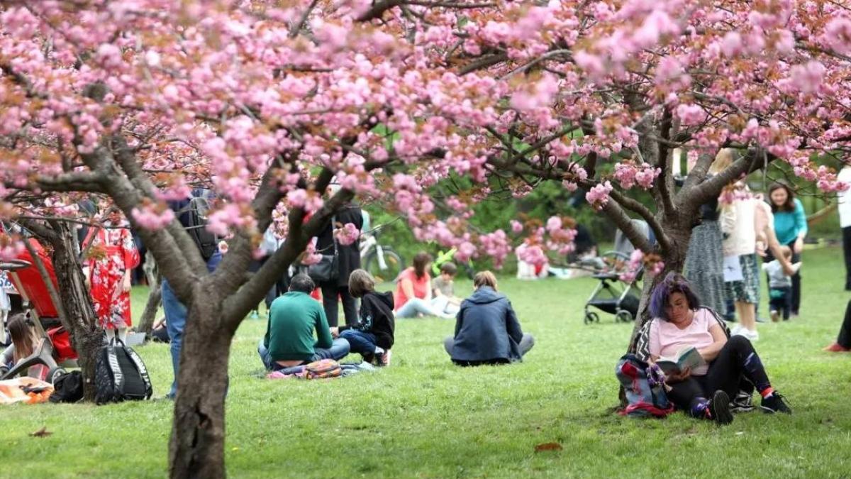Bucureștiul se Mândrește cu Cea Mai Mare Grădină Japoneză din Europa Primăria Municipiului București a anunțat oficial, marți seară, finalizarea celei mai mari Grădini Japoneze din Europa, amplasată în Parcul Herăstrău