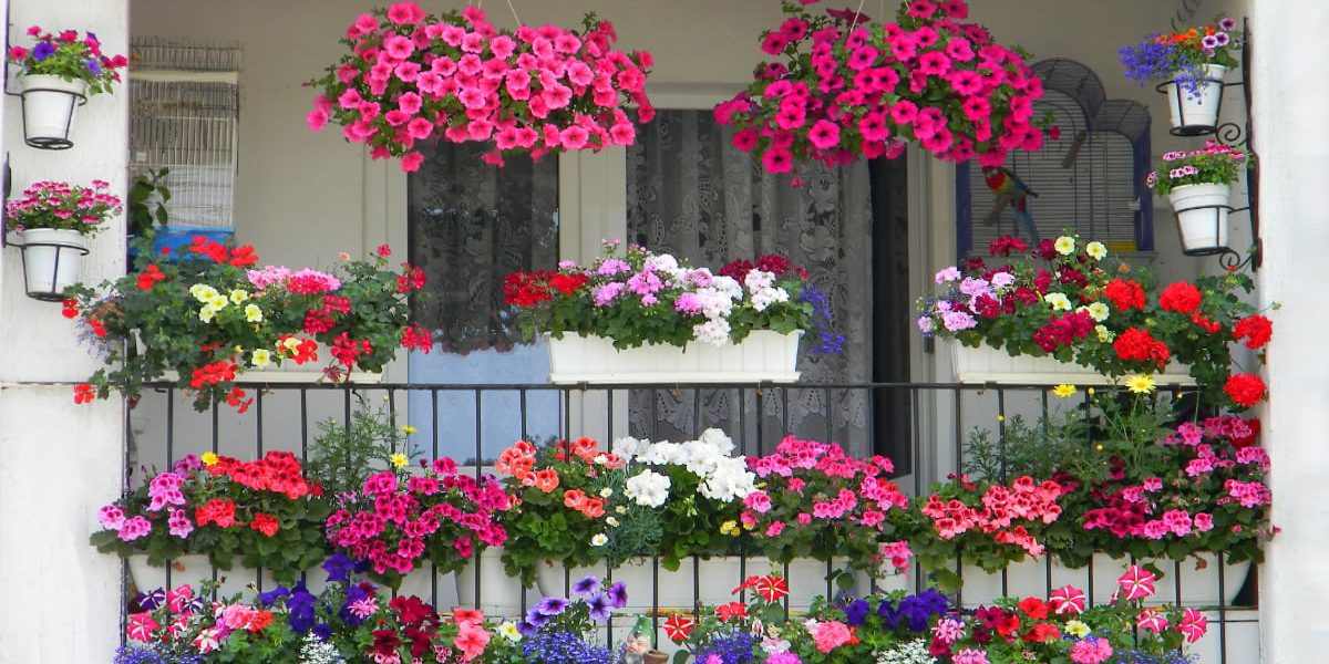 Balconul tău, o explozie de flori: 7 pași simpli pentru o minune florală!