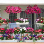 Balconul tău, o explozie de flori: 7 pași simpli pentru o minune florală!