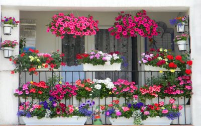Balconul tău, o explozie de flori: 7 pași simpli pentru o minune florală!