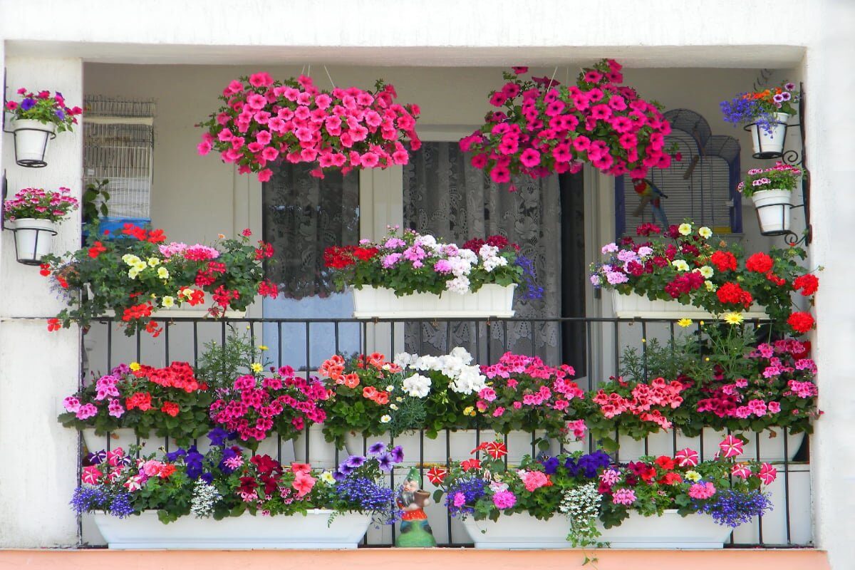 Balconul tău, o explozie de flori: 7 pași simpli pentru o minune florală!