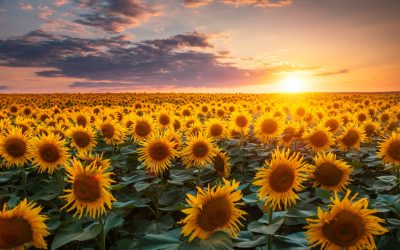 Baterii ecologice? Cercetătorii spanioli folosesc coji de semințe de floarea-soarelui pentru a crea acumulatori sustenabili O echipă de cercetători de la Universitatea din Țara Bascilor (EHU), Spania, a dezvoltat o metodă inovatoare de a utiliza biomasa, mai exact coji de semințe de floarea-soarelui, pentru a produce baterii