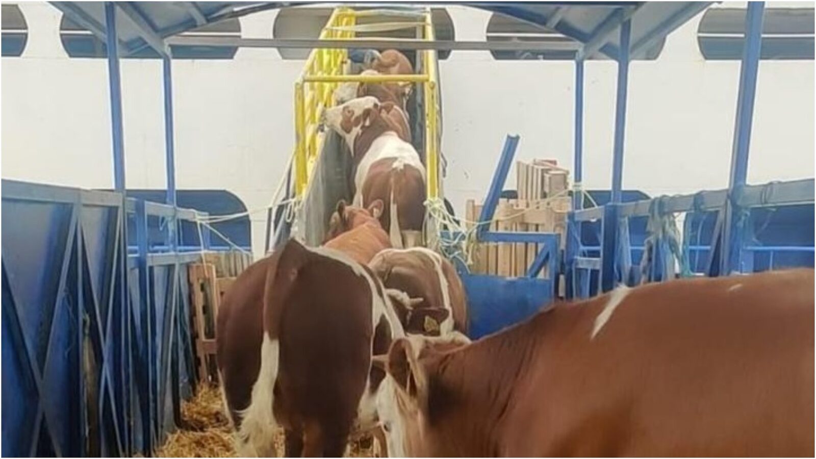 Livrarile cresc accelerat, înainte de Kurban Bayram