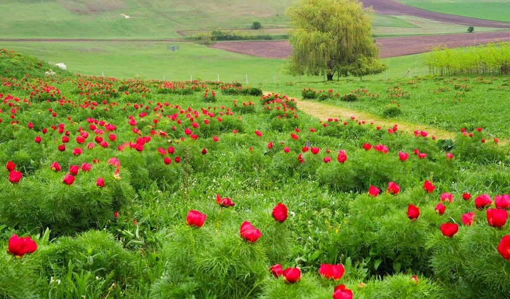 Bujorii de Stepă de la Zau de Câmpie își așteaptă vizitatorii la cea de-a treia ediție a evenimentului dedicat lor, organizat în perioada 25-26 aprilie la Castelul Ugron