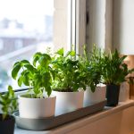 Plantele magice: Alungă energiile negative și atrag norocul în casă! Tradiții din România