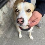 București: Sterilizare GRATUITĂ pentru câinii fără pedigree. Unde te înscrii