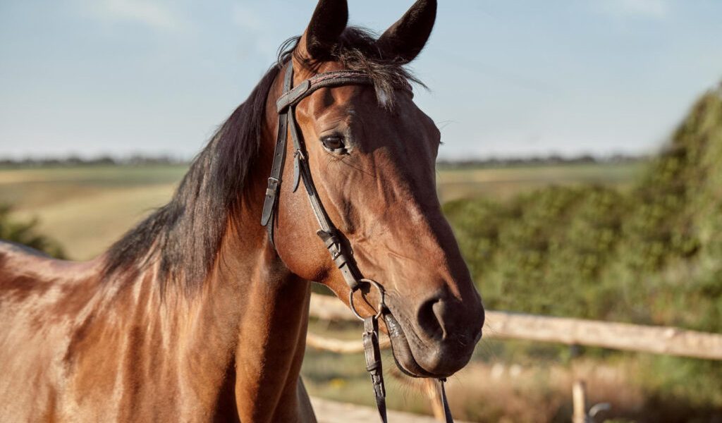 Bărbat reținut după ce a exploatat cai în clipuri video pe rețelele de socializare Un bărbat în vârstă de 39 de ani din localitatea Petriș, județul Bistrița-Năsăud, a fost reținut pentru 24 de ore de către polițiști după ce a fost acuzat de schingiuirea animalelor