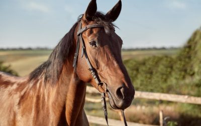 Bărbat reținut după ce a exploatat cai în clipuri video pe rețelele de socializare Un bărbat în vârstă de 39 de ani din localitatea Petriș, județul Bistrița-Năsăud, a fost reținut pentru 24 de ore de către polițiști după ce a fost acuzat de schingiuirea animalelor