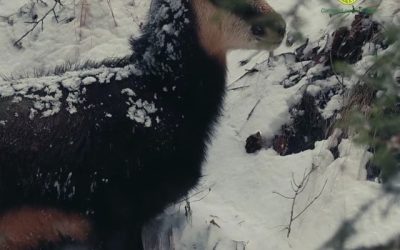 Capre Negre, Surprinse În Timp Ce Pasculă În Parcul Național Piatra Craiului Imagini spectaculoase cu capre negre hrănindu-se în Parcul Național Piatra Craiului au fost publicate joi de reprezentanții Romsilva